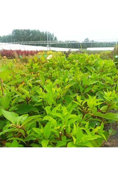 Гортензія Мохіто саджанці з яскраво-зеленим листям